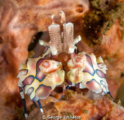 Harlequin shrimp!!! by George Touliatos 